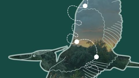 Cover - Emerald Ribbon Action Plan